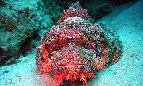 drachenfisch_meersau