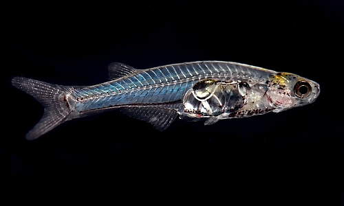 draculafish