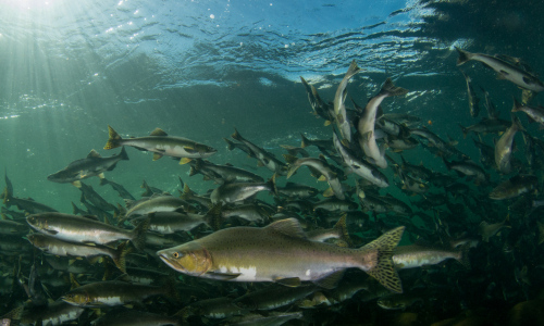 flusstauchen_river_diving