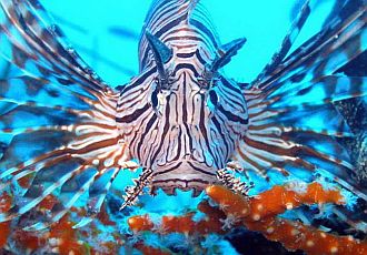 giftige_unterwassertiere_risiko_fuer_taucher giftige_unterwassertiere_risiko_fuer_taucher
