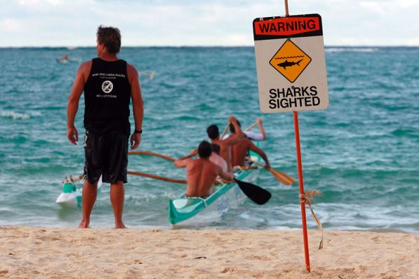 hai beißt deutsche bei hawaii