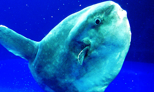 mondfisch_mola_mola