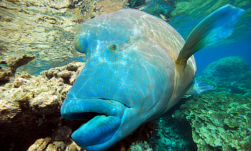 napoleonfisch_napoleonfish