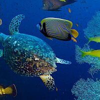 naturschutz_tauchtourismus naturschutz_tauchtourismus