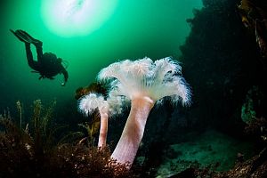 orkney_inseln_tauchen orkney_inseln_tauchen