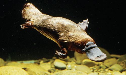 schnabeltier_unterwassertier