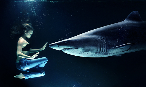 shark_diving_freediving_mit_haien