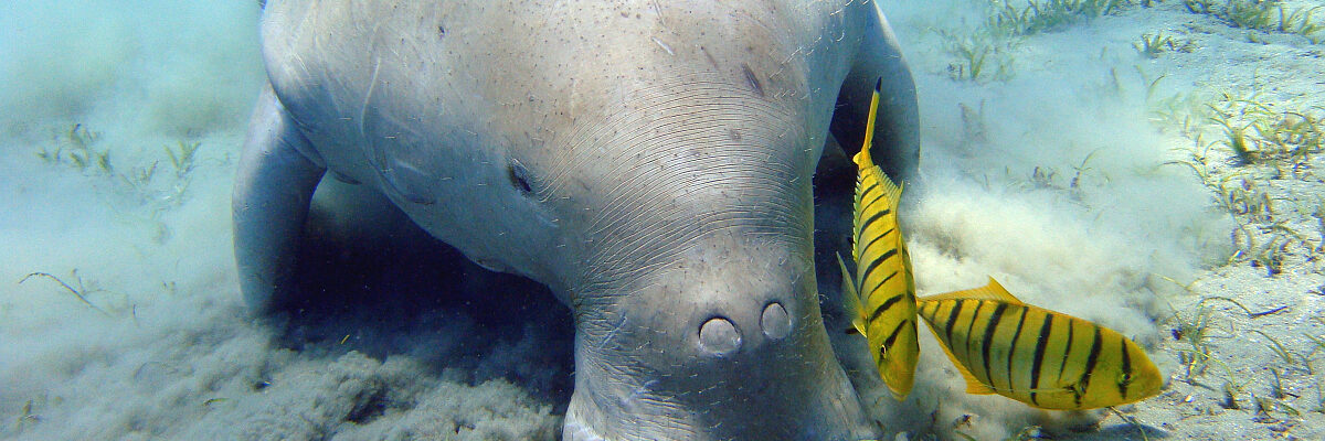 tauchen_in_nordamerika_manatee
