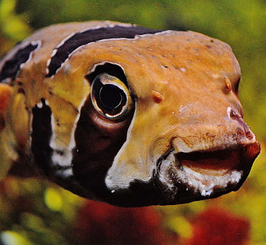 tauchen_kugelfisch_kofferfisch