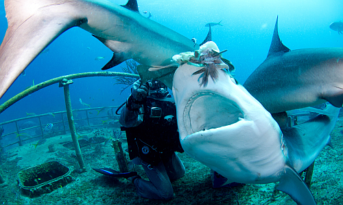 tauchen_mit_haien_shark_diving