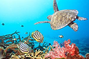 tauchen_phuket tauchen_phuket