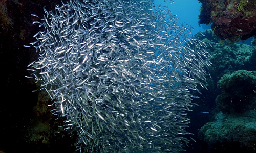 tauchgänge_fischschwarm