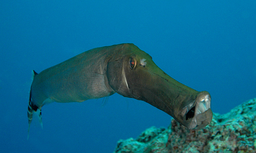 trompetenfisch