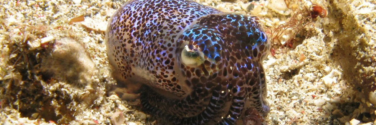 unterwassertiere
