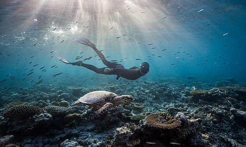 warum freediving