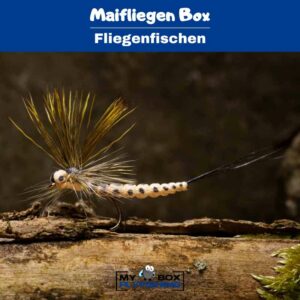 Maifliegen Box – Bild 3