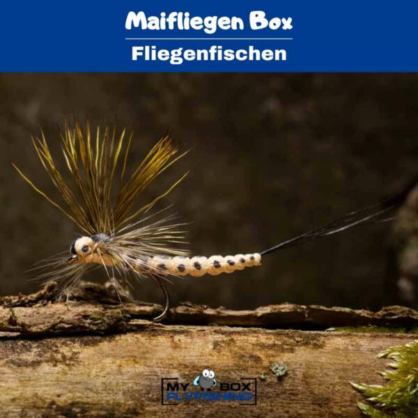 Maifliegen Box – Bild 3
