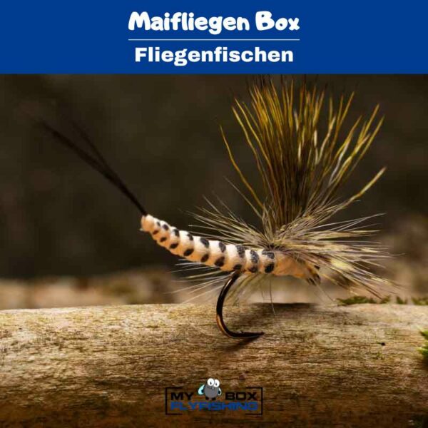 Maifliegen Box