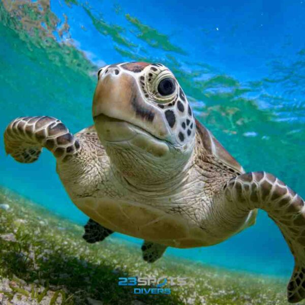 Discover Snorkeling Kurs – Bild 3