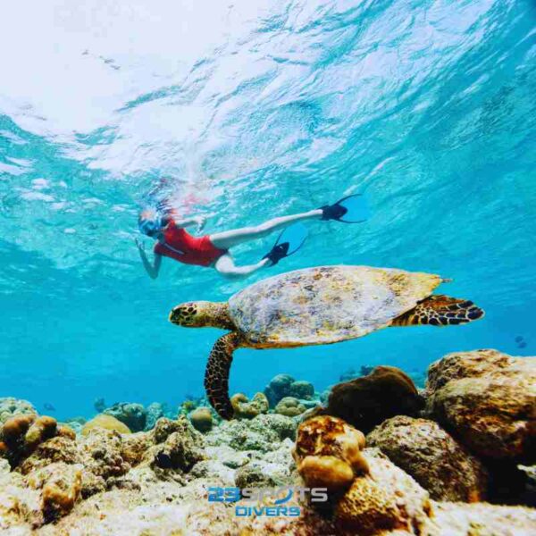 Discover Snorkeling Kurs – Bild 4