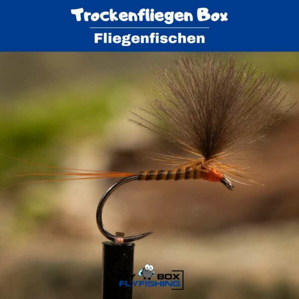 Trockenfliegen Box